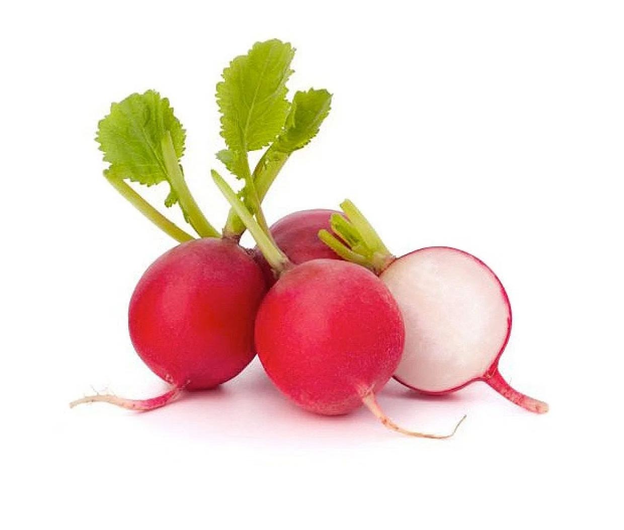 فجل