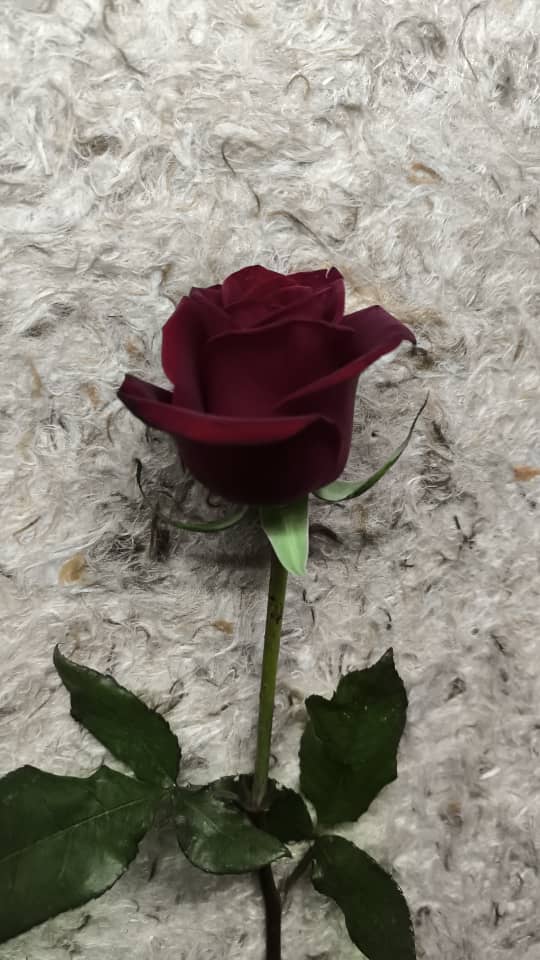 ازهار الفصول الاربعة