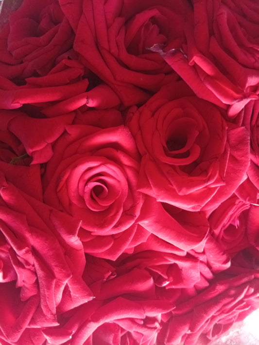 جوري احمر عدد ٢٠مع غلاف اسود