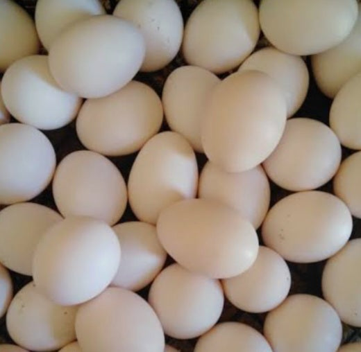 بيض بلدي- 15 بيضة - وزن 900 غ