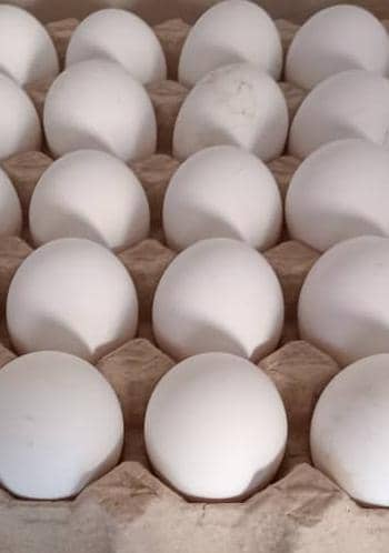 بيض بلدي -  نصف صحن  -  وزن 800 غ  -  15 بيضة