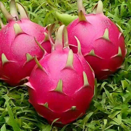 فاكهة تنين 200 غ